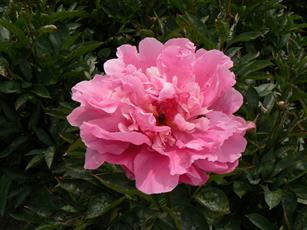 Paeonia Edulis Superba